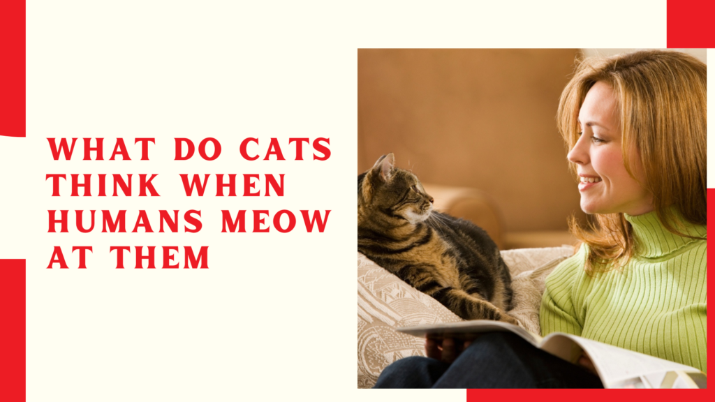 What Do Cats Think When Humans Meow At Them