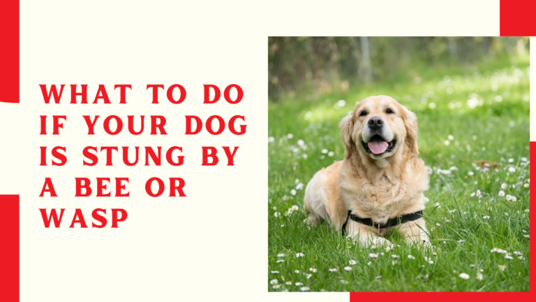 What to Do If Your Dog Is Stung by a Bee or Wasp