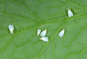 Whiteflies