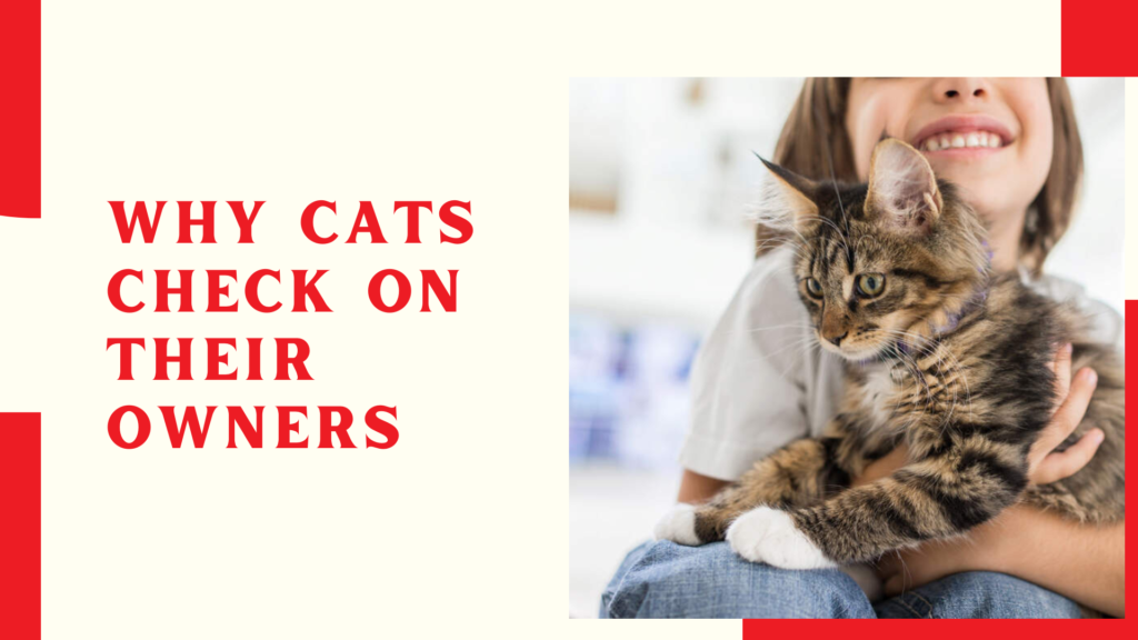 Why Cats Check On Their Owners