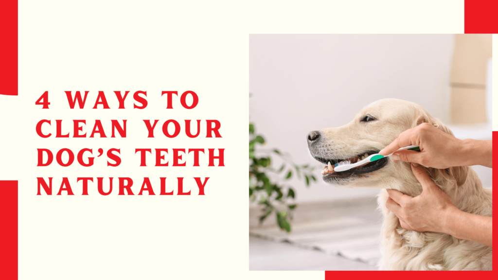 4 Ways to Clean your Dog’s Teeth Naturally