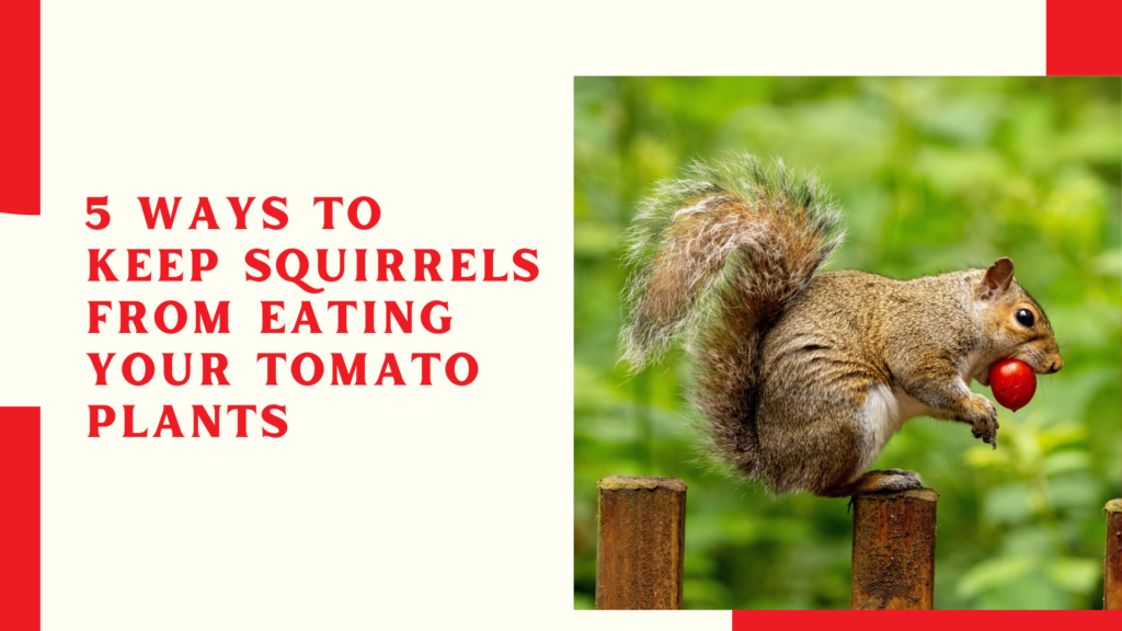 5 Ways to Keep Squirrels from Eating Your Tomato Plants