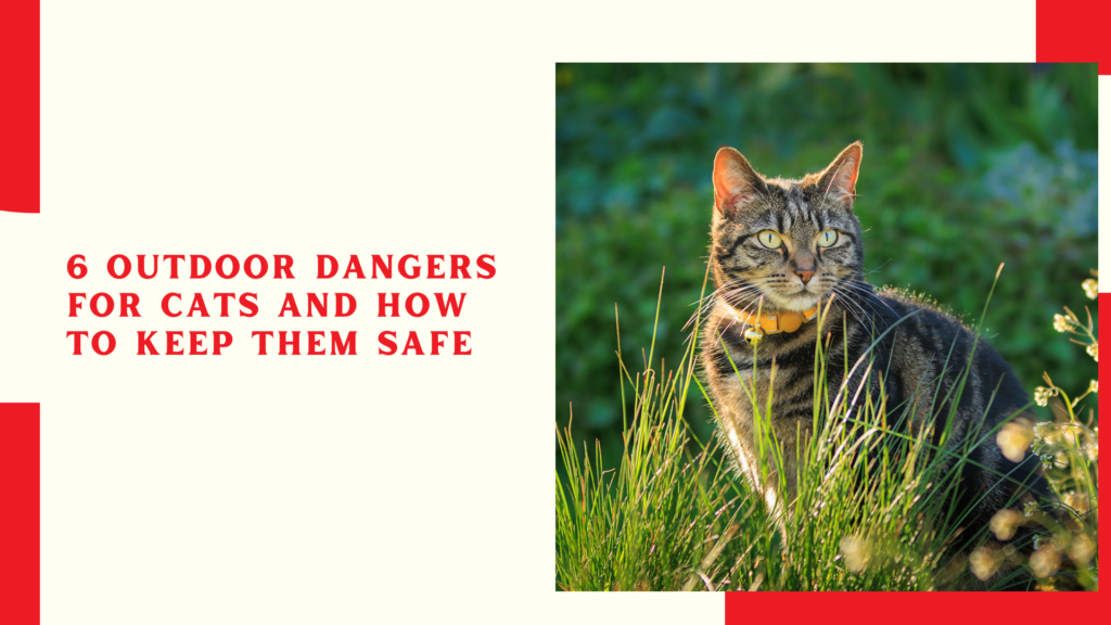 6 Outdoor Dangers for Cats and How To Keep Them Safe