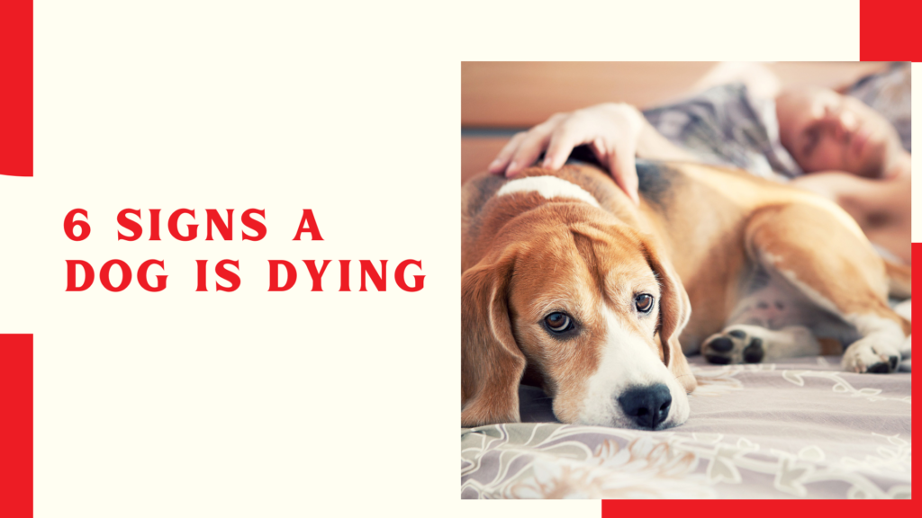 6 Signs A Dog Is Dying