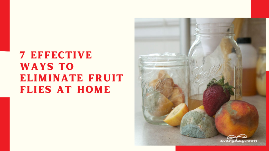 7 Effective Ways to Eliminate Fruit Flies at Home