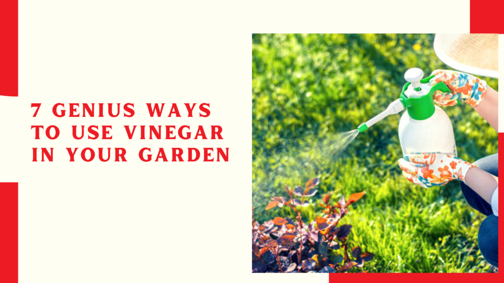 7 Genius Ways to Use Vinegar in Your Garden