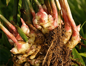 Choosing the Right Ginger Root