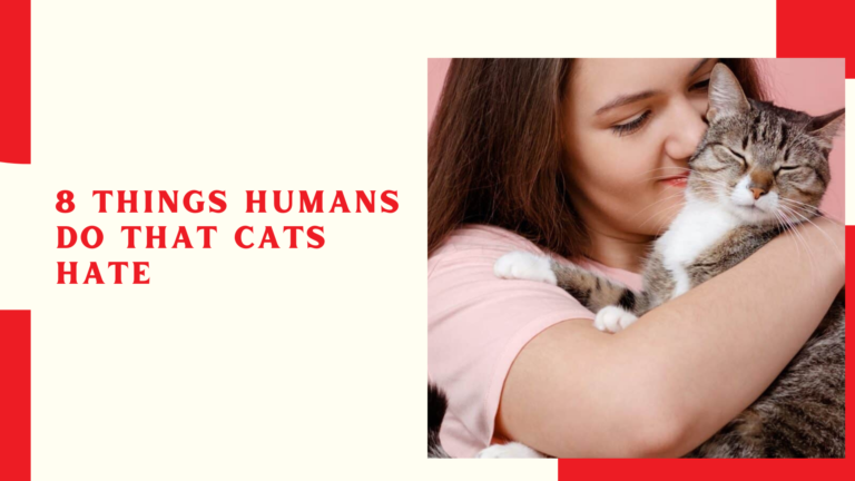 8 Things Humans Do that Cats Hate