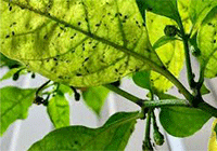 Aphids