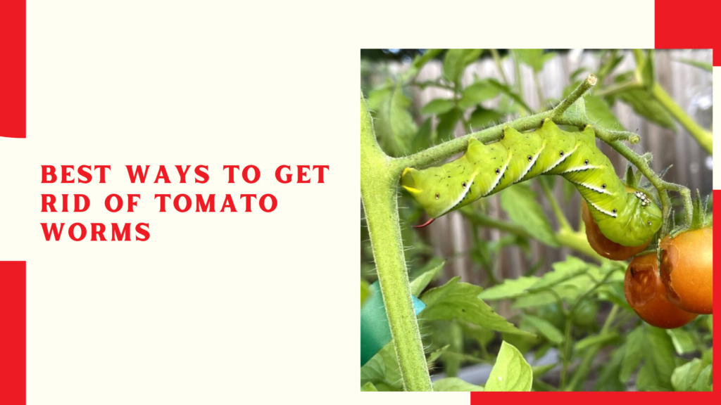 Best Ways To Get Rid Of Tomato Worms