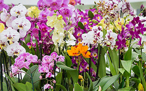 Choosing the Right Orchid