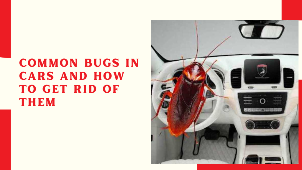 Common Bugs in Cars and How to Get Rid of Them