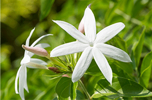 Common Jasmine