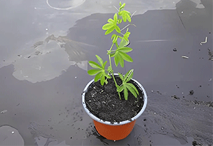 Container  to Grow Passion Fruit