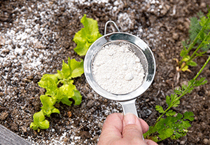 Diatomaceous-Earth