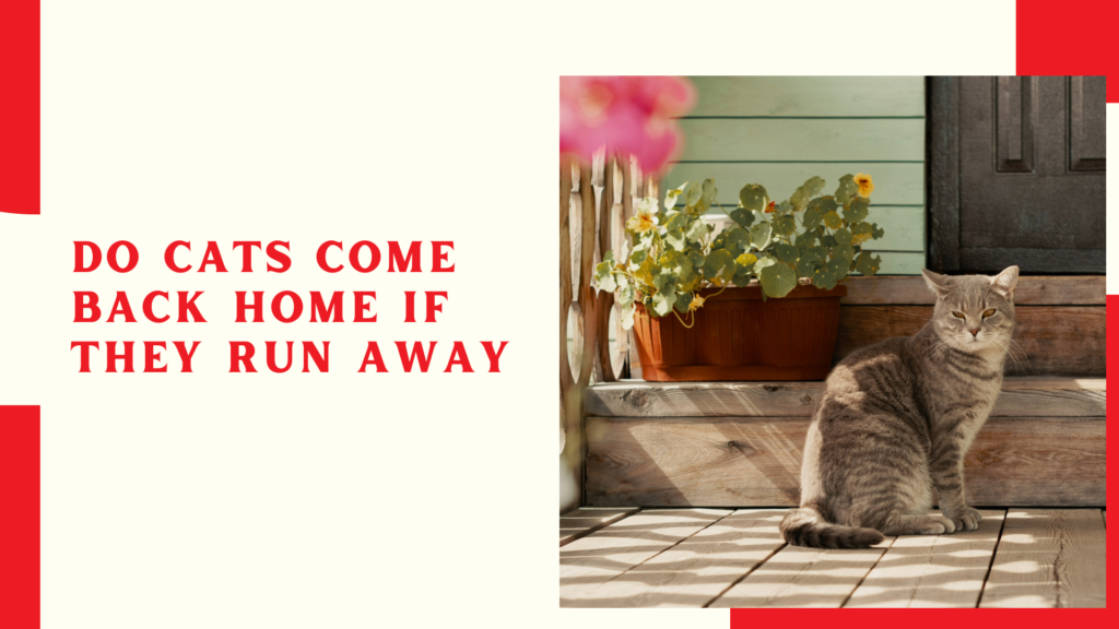 Do Cats Come Back Home If They Run Away