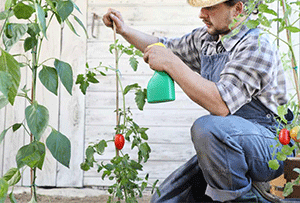 Garlic-and-Pepper-Spray