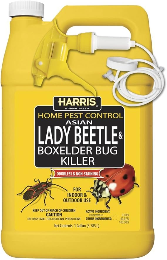 HARRIS Asian Lady Beetle and Box Elder Killer Spray