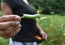 Handpicking