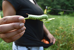 Handpicking