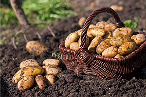 Harvesting and Storing