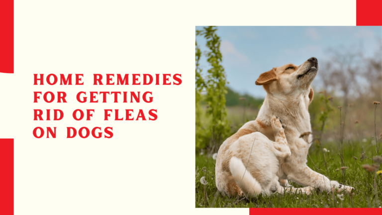 Home Remedies For Getting Rid of Fleas on Dogs