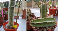 How Cactus Propagation works