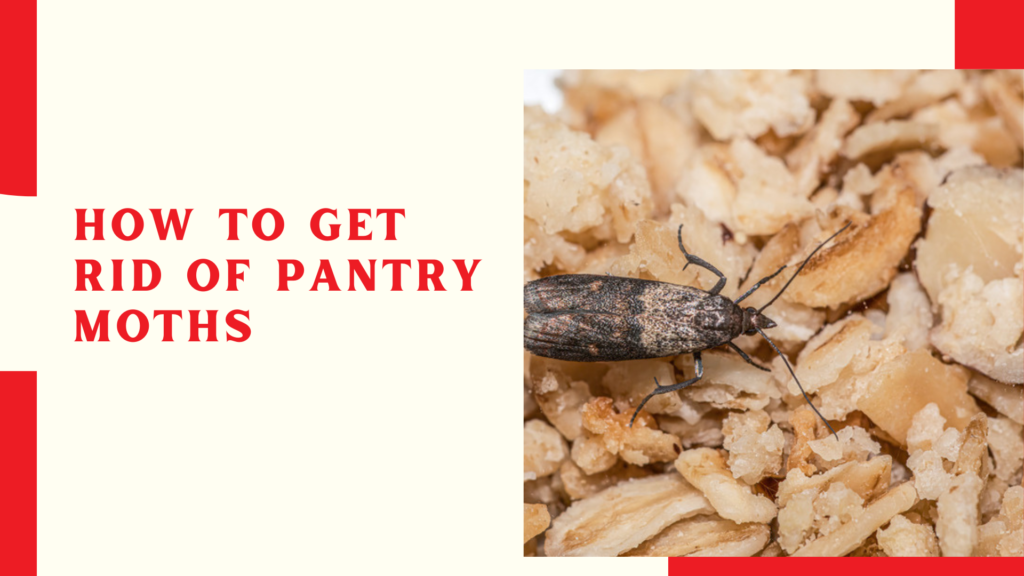 How To Get Rid Of Pantry Moths