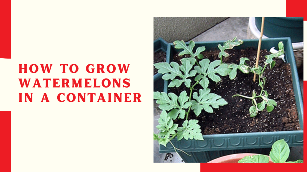 How To Grow Watermelons in a Container