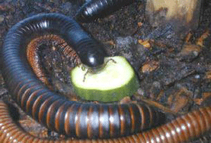 How millipedes feed