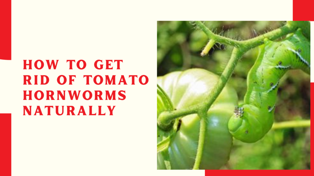 How to Get Rid Of Tomato Hornworms Naturally