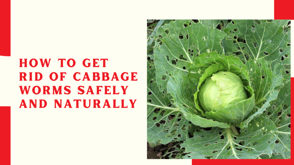 How to Get Rid of Cabbage Worms Safely and Naturally