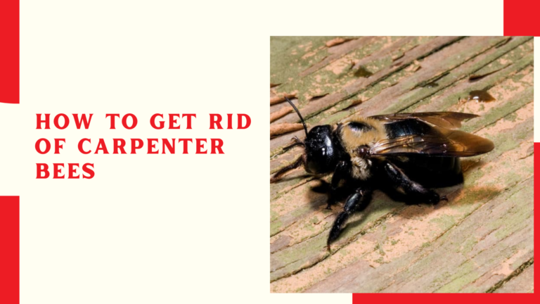 How to Get Rid of Carpenter Bees