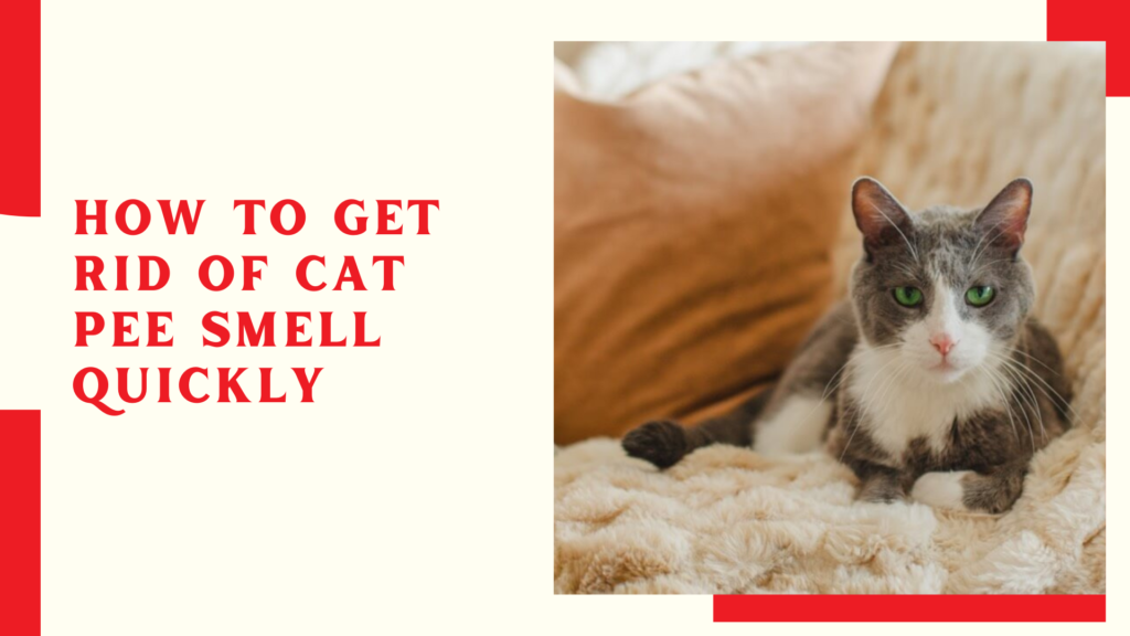 How to Get Rid of Cat Pee Smell Quickly