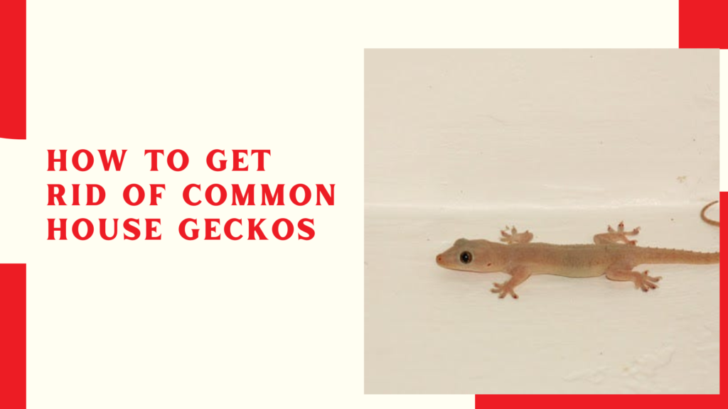 How to Get Rid of Common House Geckos