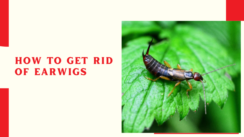 How to Get Rid of Earwigs