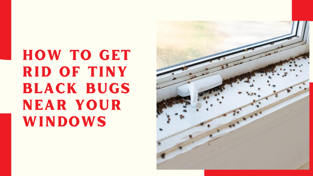 How to Get Rid of Tiny Black Bugs Near Your Windows