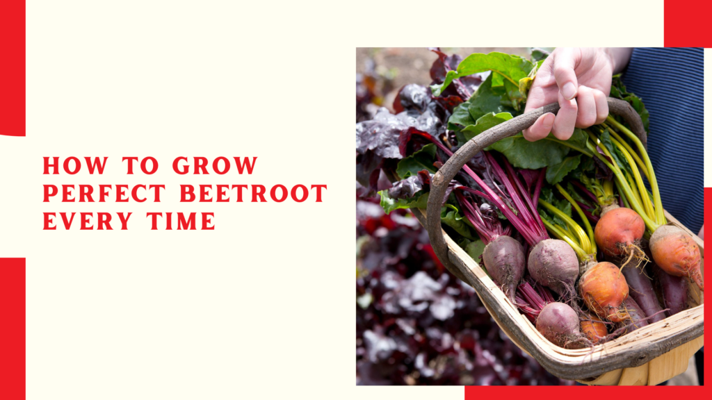 How to Grow Perfect Beetroot Every Time