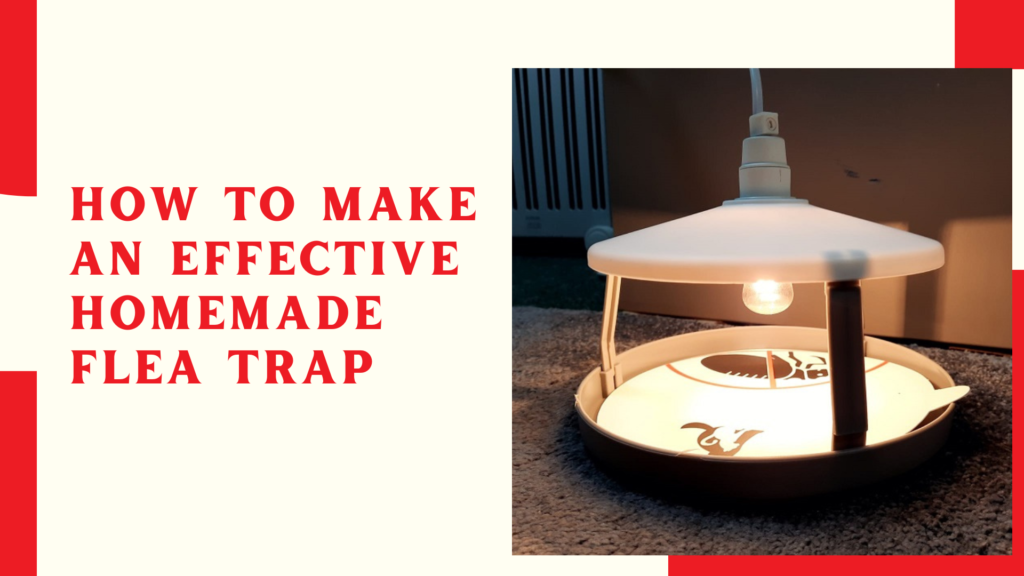 How to Make an Effective Homemade Flea Trap