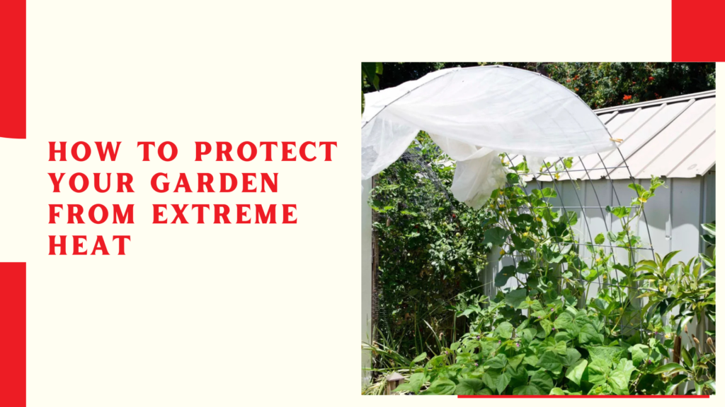 How to Protect Your Garden from Extreme Heat