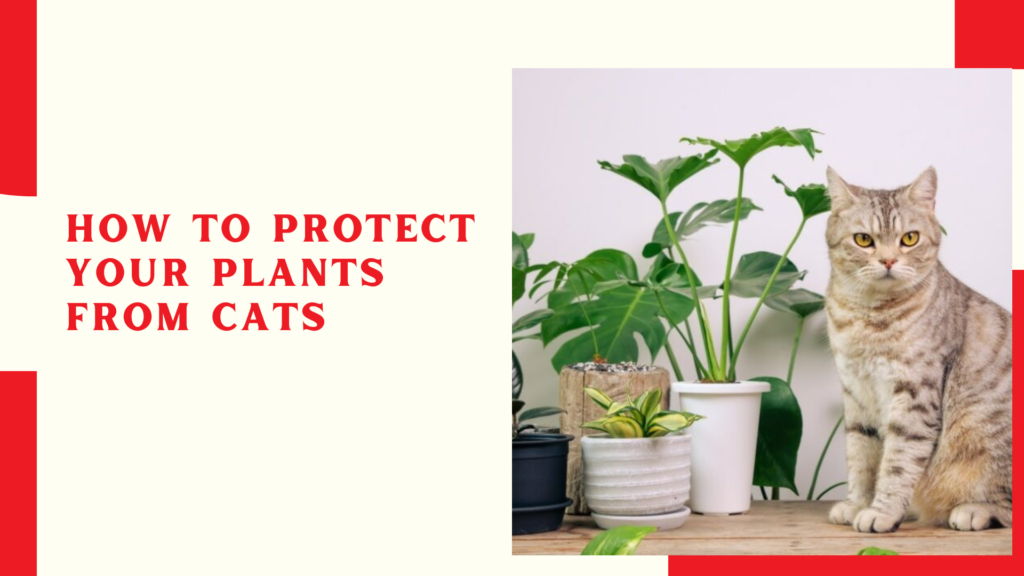 How to Protect Your Plants from Cats