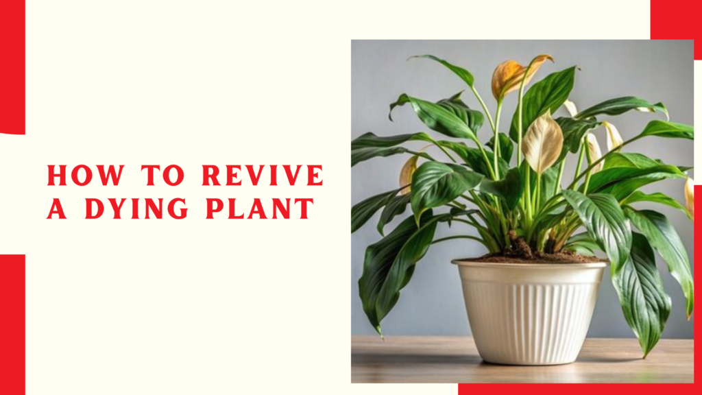 How to Revive a Dying Plant