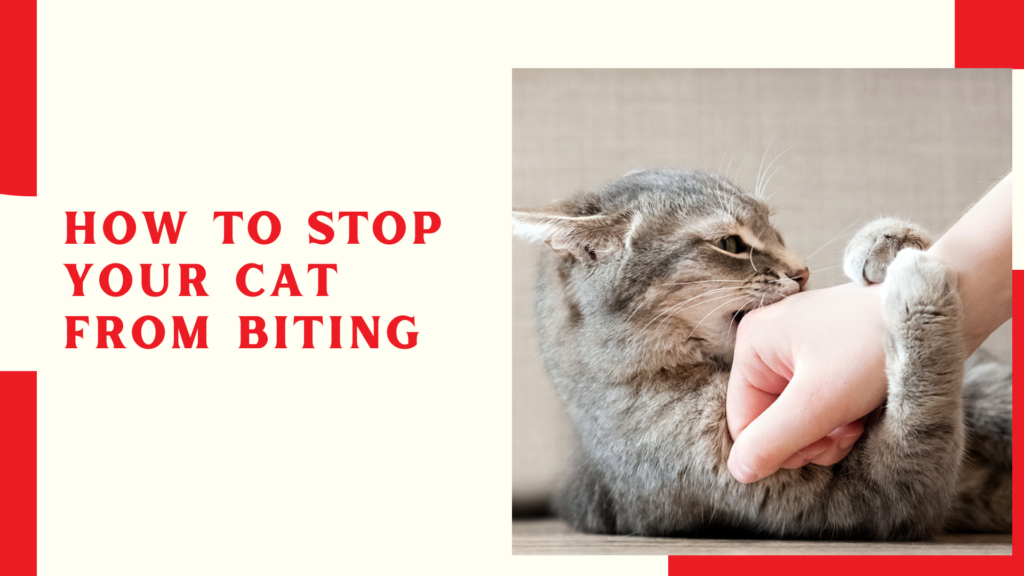 How to Stop Your Cat from Biting