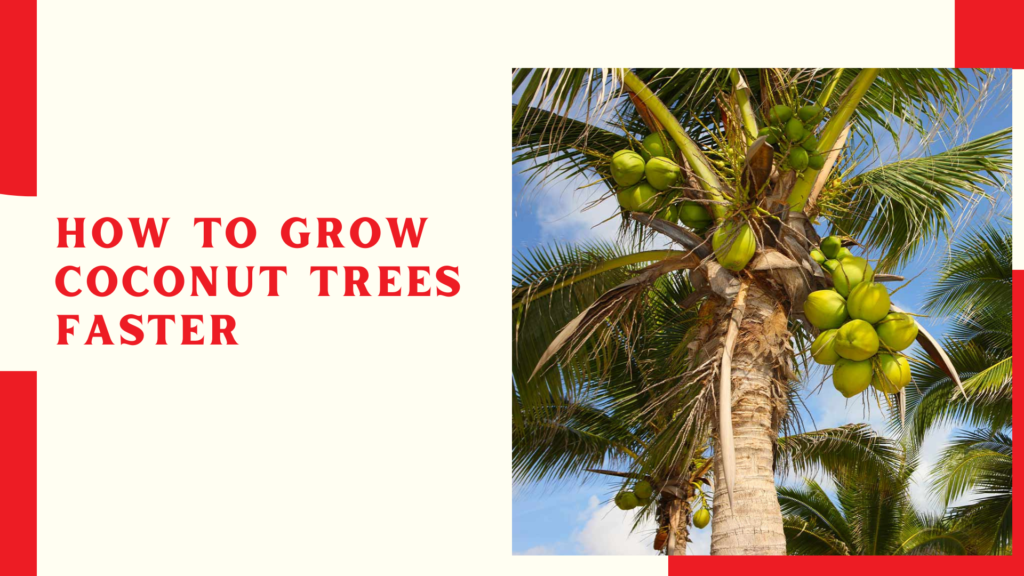 How to grow coconut trees faster