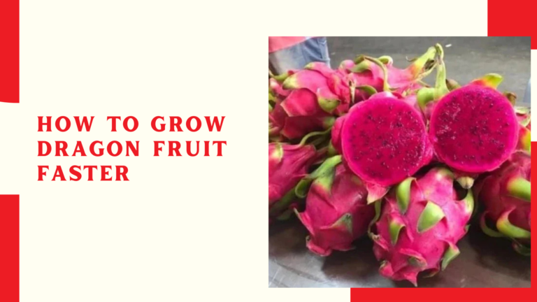 How to grow dragon fruit faster