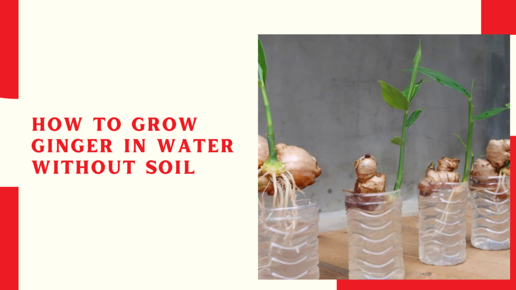 How to grow ginger in water without soil