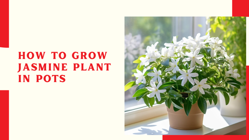 How to grow jasmine plant in pots