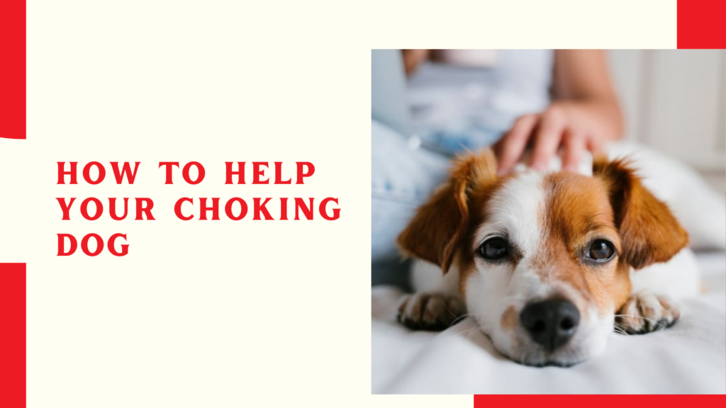 How to help your choking dog