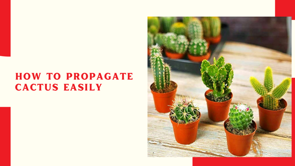 How to propagate cactus easily