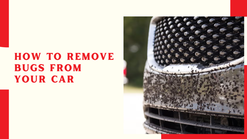 How to remove bugs from your car